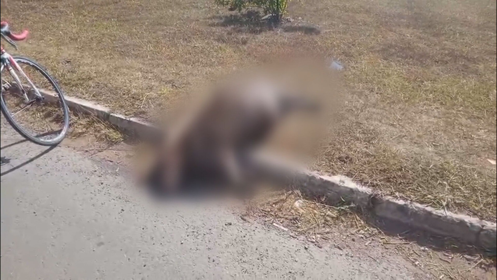 Capivara é encontrada morta em Samambaia; veja VÍDEO