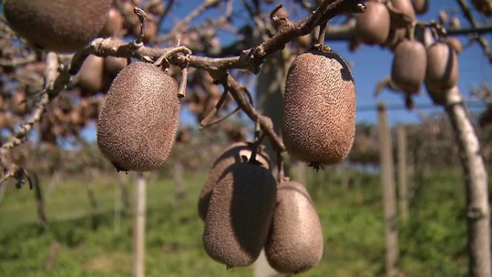 Temperaturas amenas durante o inverno diminuem produção de kiwi no Paraná; entenda - Programa: Caminhos do Campo 