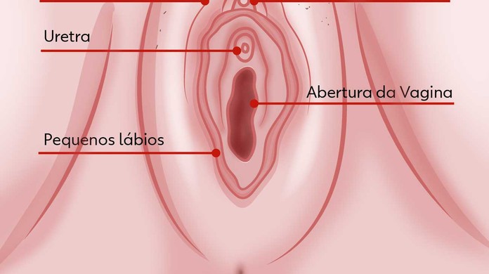 Anatomía de la vulva