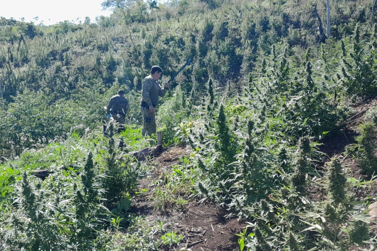Operação conjunta entre Paraguai e Brasil destrói mais de 600 toneladas de maconha na fronteira