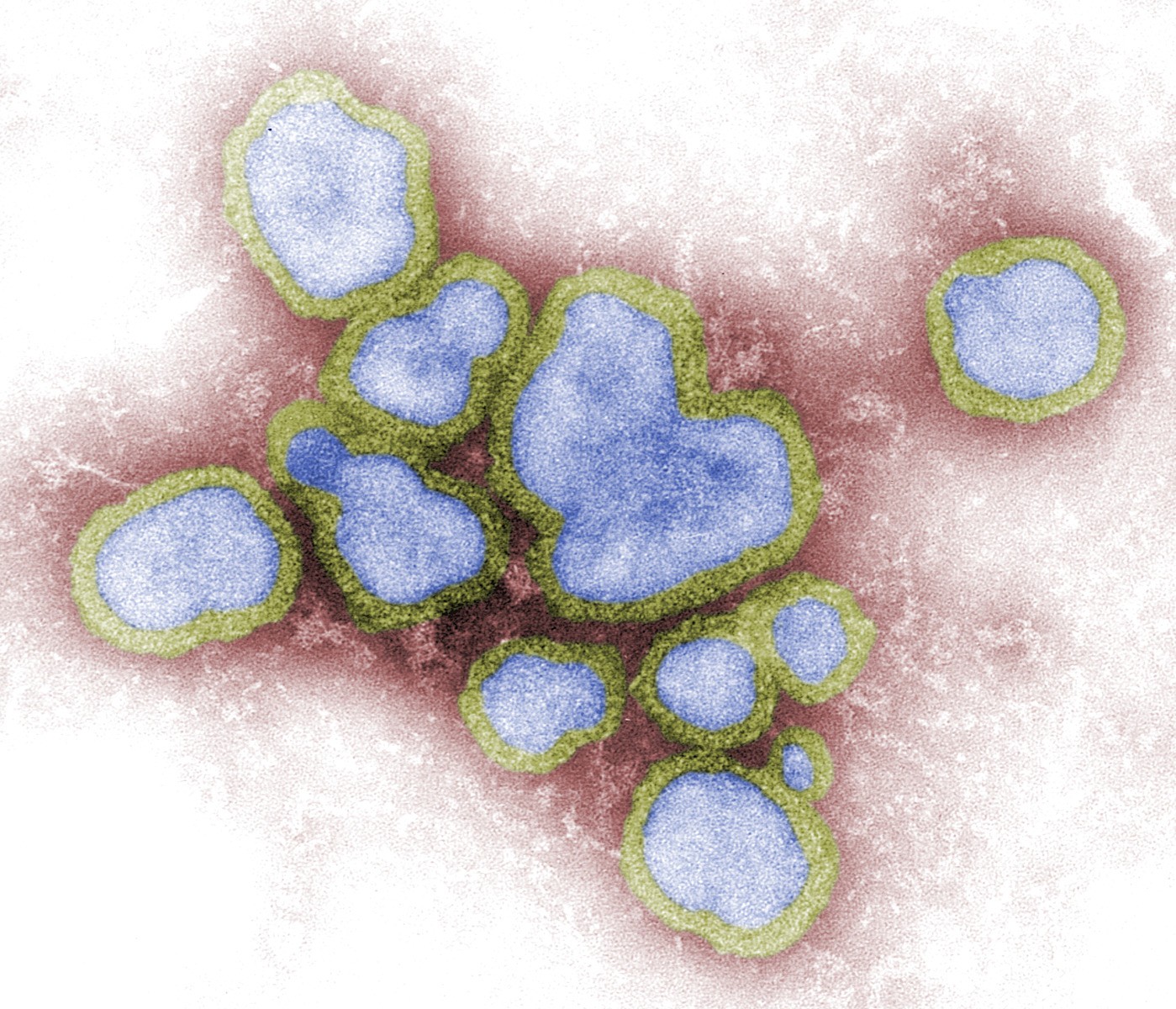 Como molécula no intestino humano pode virar tratamento contra a gripe, segundo cientistas