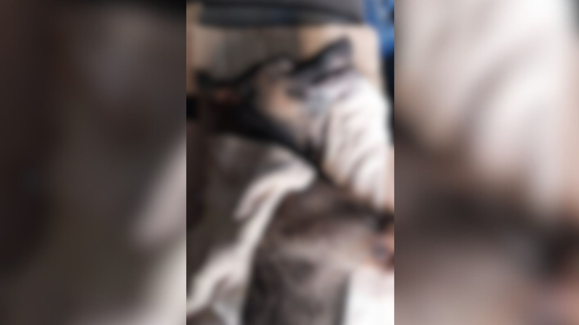 Cachorro vira-lata morre após ser agredido com golpes de capacete na cabeça no interior de SP