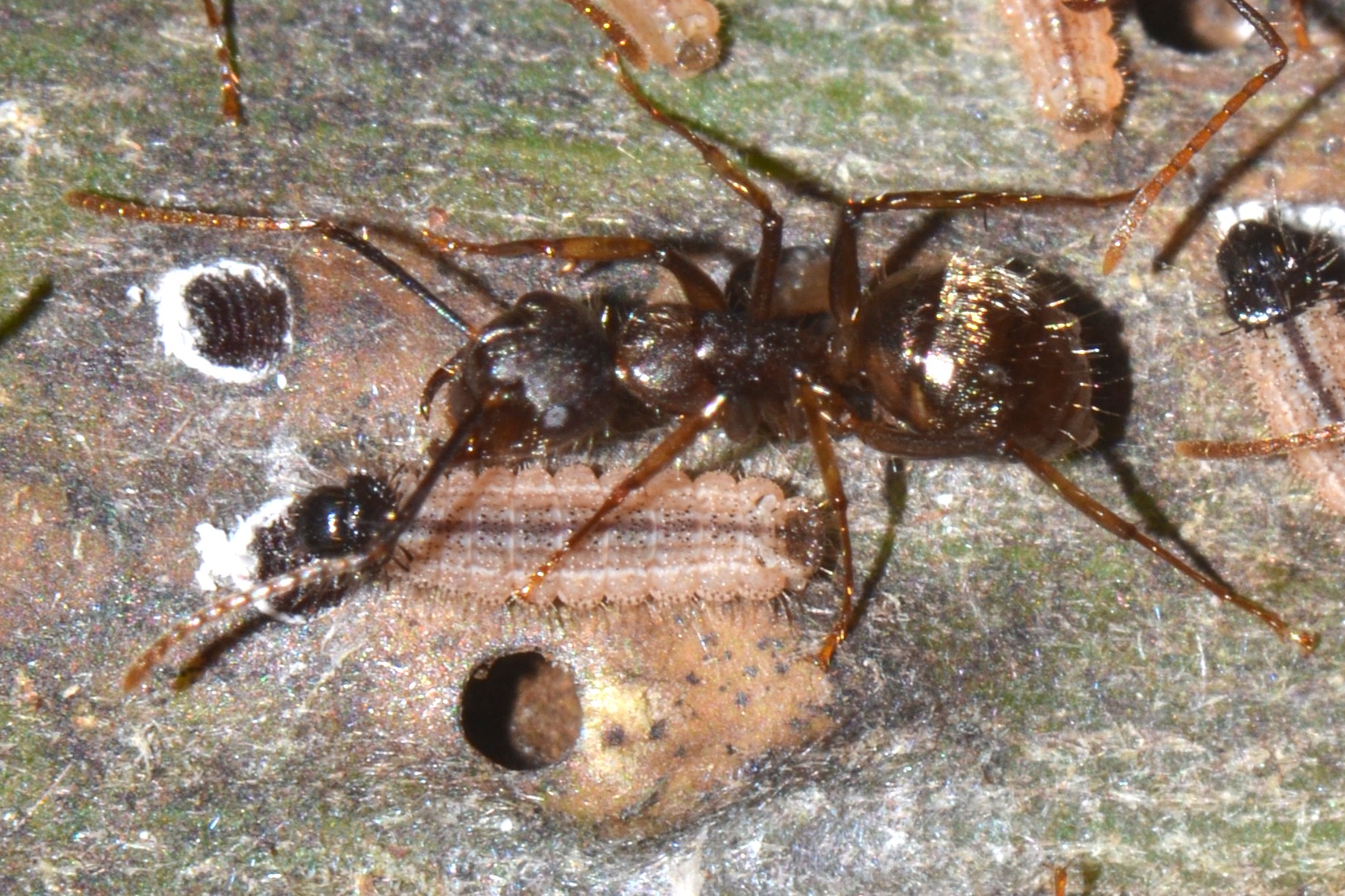Nova espécie de borboleta amazônica troca 'favores' com formigas e inseto durante fase larval