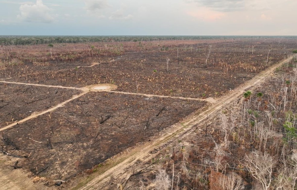 Estudo analisou mais de 3 mil ações do MPF envolvendo áreas desmatadas na Amazônia. — Foto: Polícia Federal/Divulgação