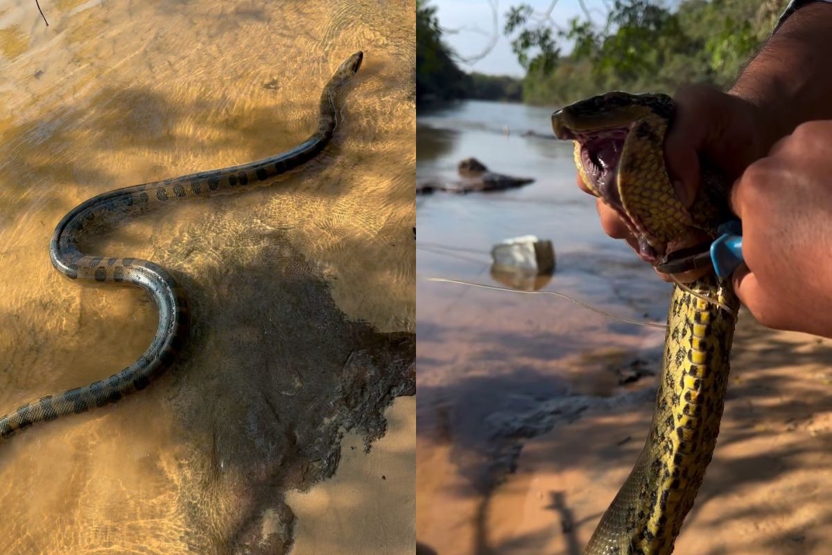 Vídeo: sucuri-amarela presa em anzol é salva por pescador no Pantanal