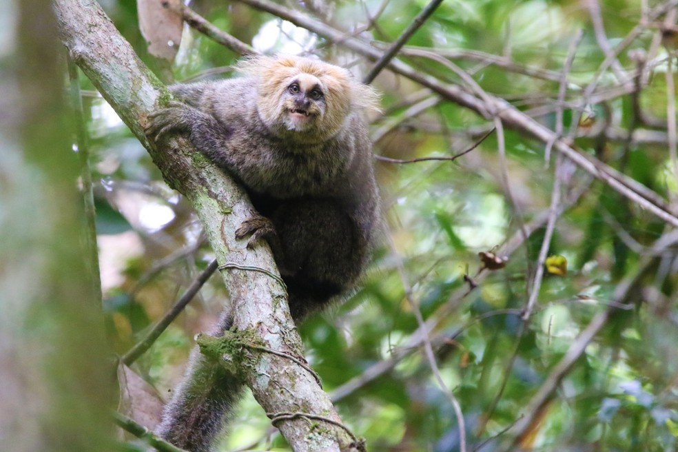 Jardim Botânico Do Recife - 🙈O Sagui do tufo branco (Callithrix jacchus) é  uma espécie de macaco originária do Nordeste do Brasil. Eles ocorrem em  Mata Atlântica 🌳e são bichinhos que se