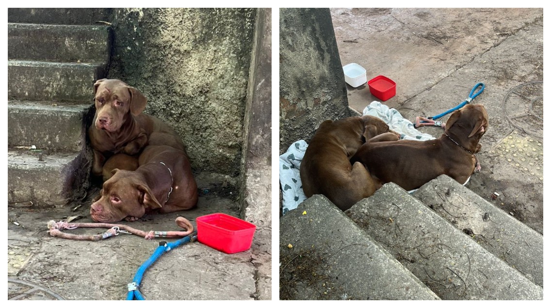 Pit bulls são encontrados sozinhos no Parque Burle Marx, na Zona Sul de SP, e mobilizam ação da Vigilância Sanitária
