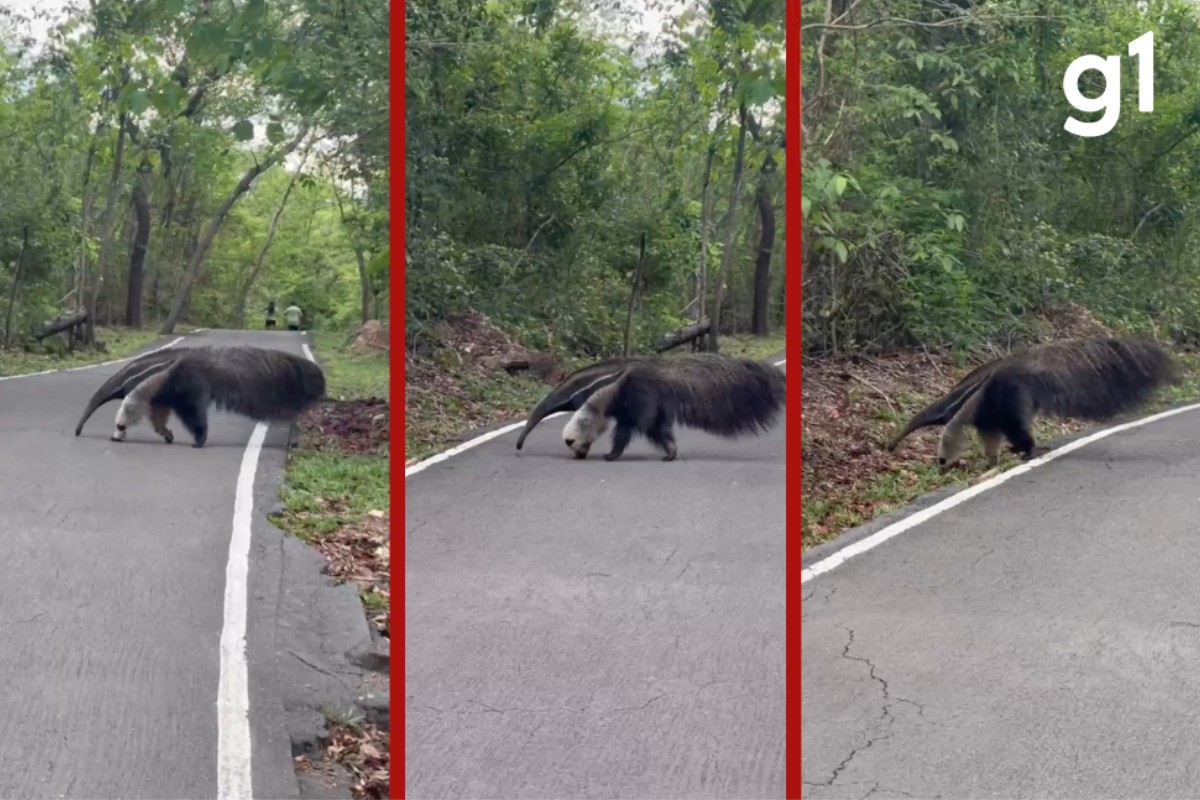 Tamanduá-bandeira é visto em pista de caminhada no Parque Mãe Bonifácia, em Cuiabá