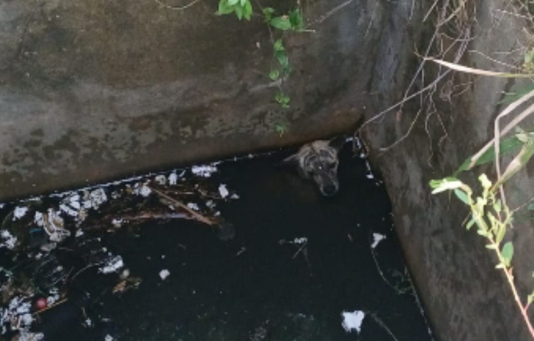 PRF improvisa escada de galhos e resgata cachorro preso em bueiro na BR-101 em Sergipe