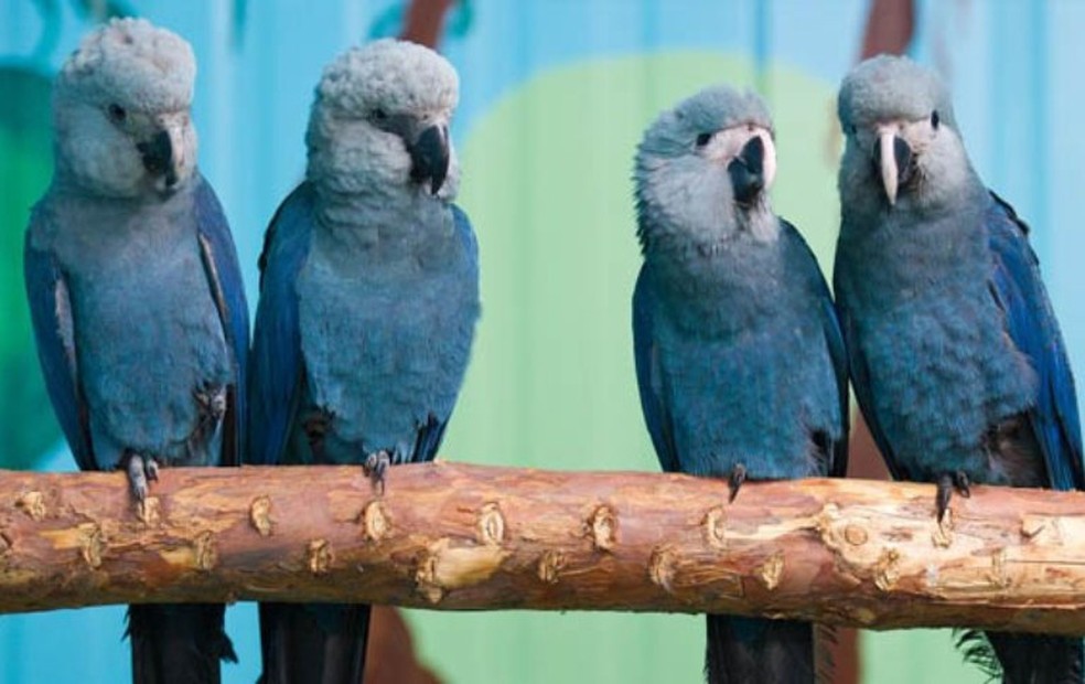 Onze ararinhas-azuis viviam livres em Curaçá, no norte da Bahia — Foto: Acervo ICMBio