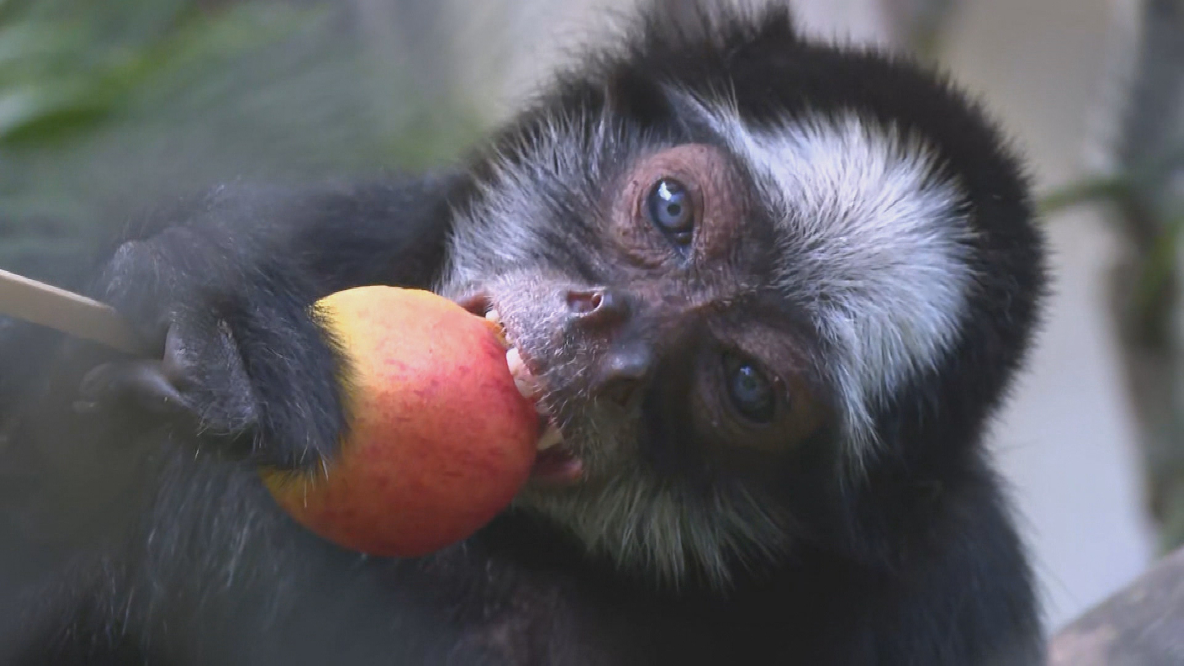 VÍDEO: macacos ganham comidas típicas de São João no Zoológico do Recife; veja como foi o 'arraiá' dos primatas