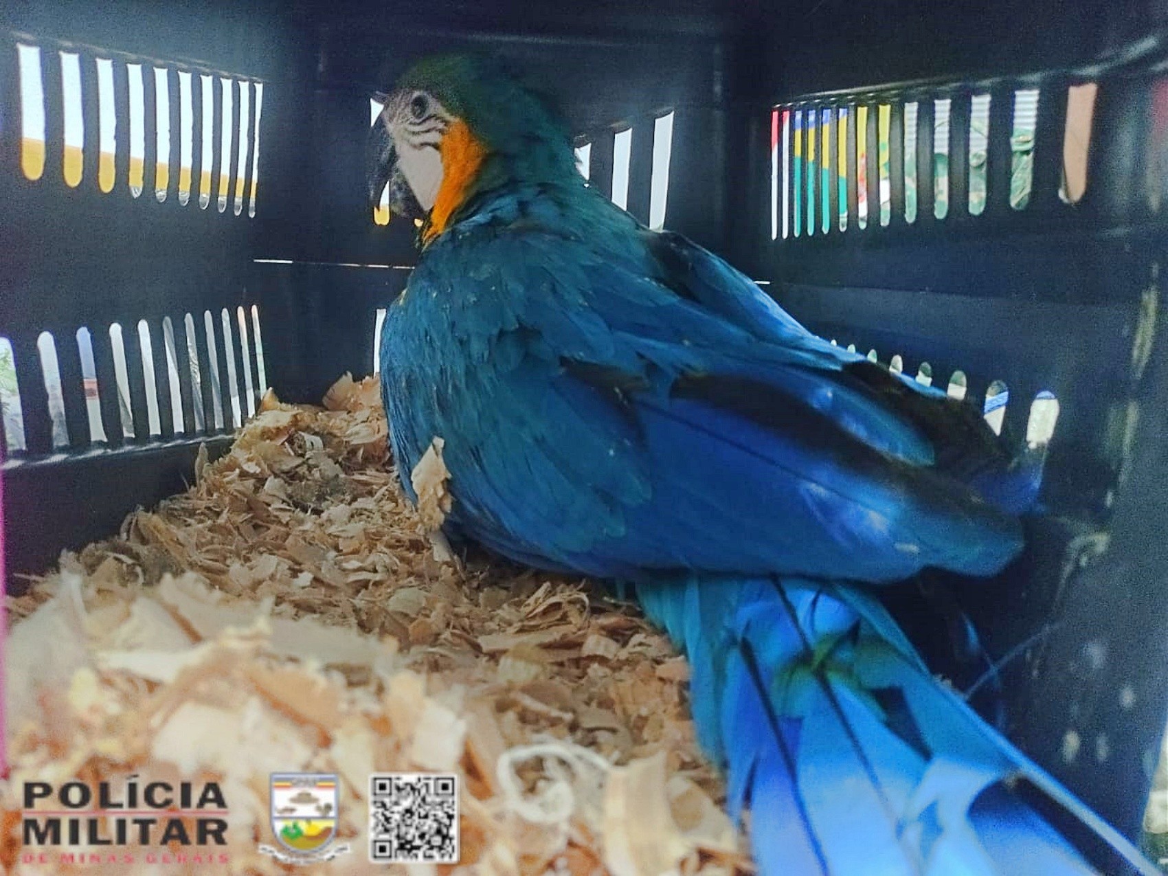 Suspeitos de maus-tratos são presos com arara-canindé e filhotes de aves dentro de carro, em MG