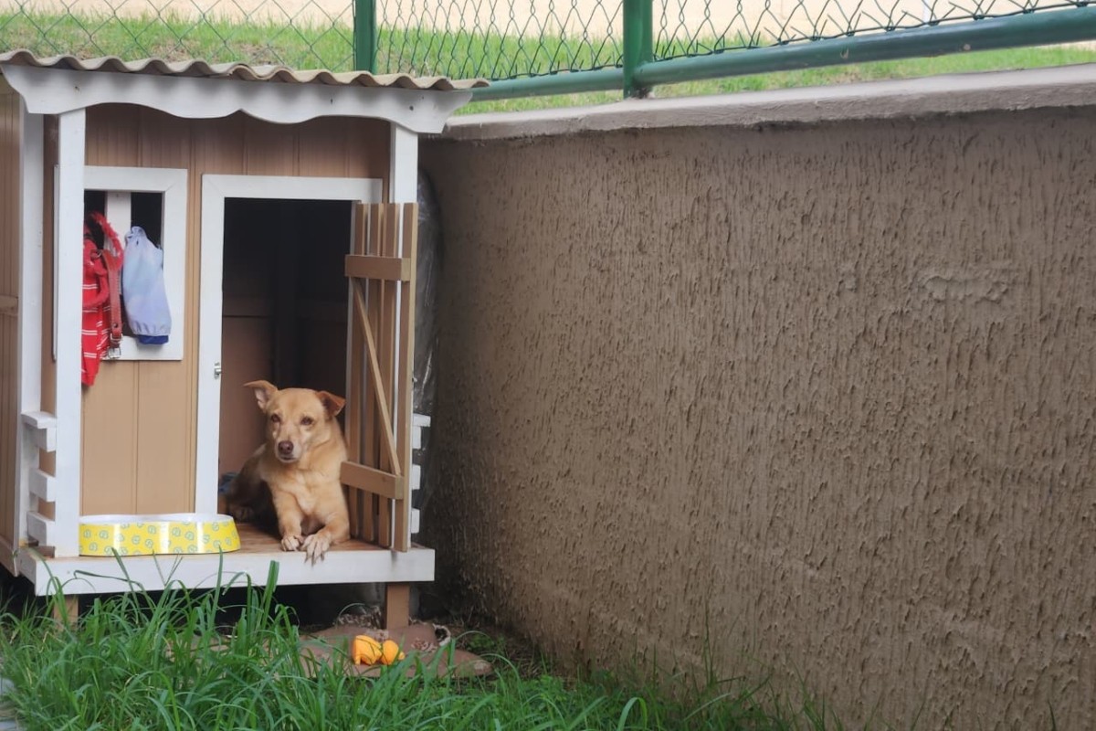 Cachorra ganha ventilador movido a energia solar na casinha para driblar calor de Manaus