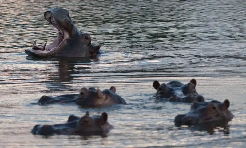 Por que governo da Colômbia vai sacrificar 80 hipopótamos de Pablo Escobar