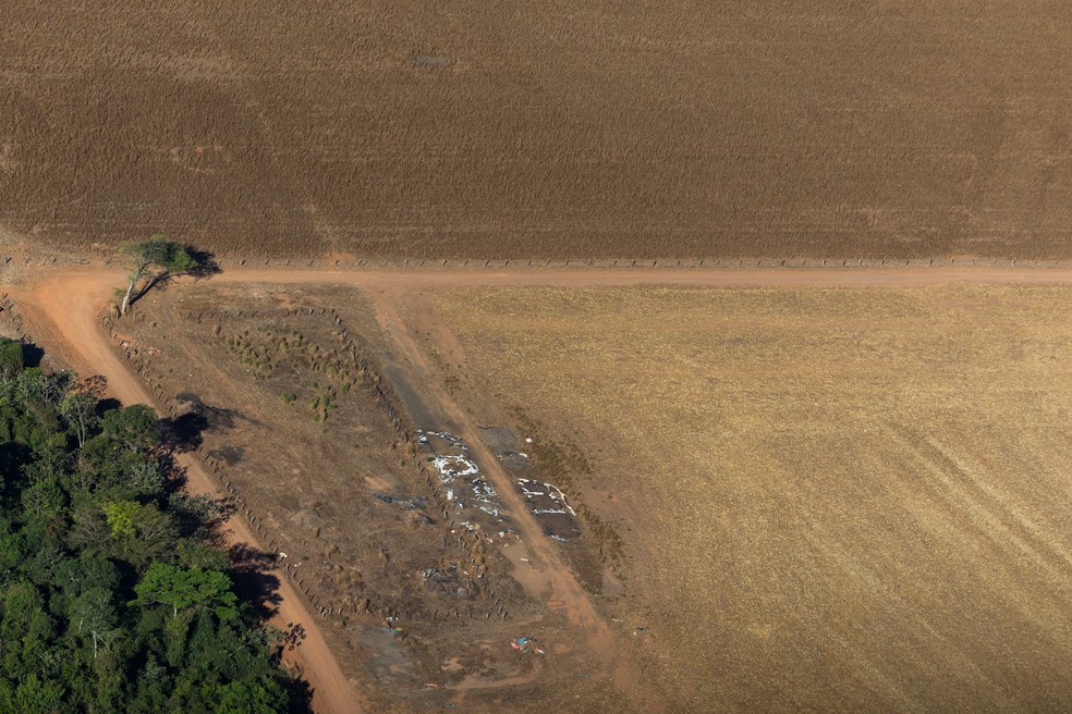 Fazenda Três Coqueiros II, com pasto degradado e aparência de abandono em agosto de 2025 — Foto: Tuane Fernandes/Greenpeace