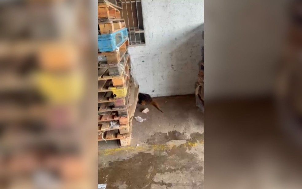 Corpo de Bombeiros resgata tamandu&aacute; em &aacute;rea de carga de supermercado em Birigui (SP) &mdash; Foto: Reprodu&ccedil;&atilde;o/Redes Sociais