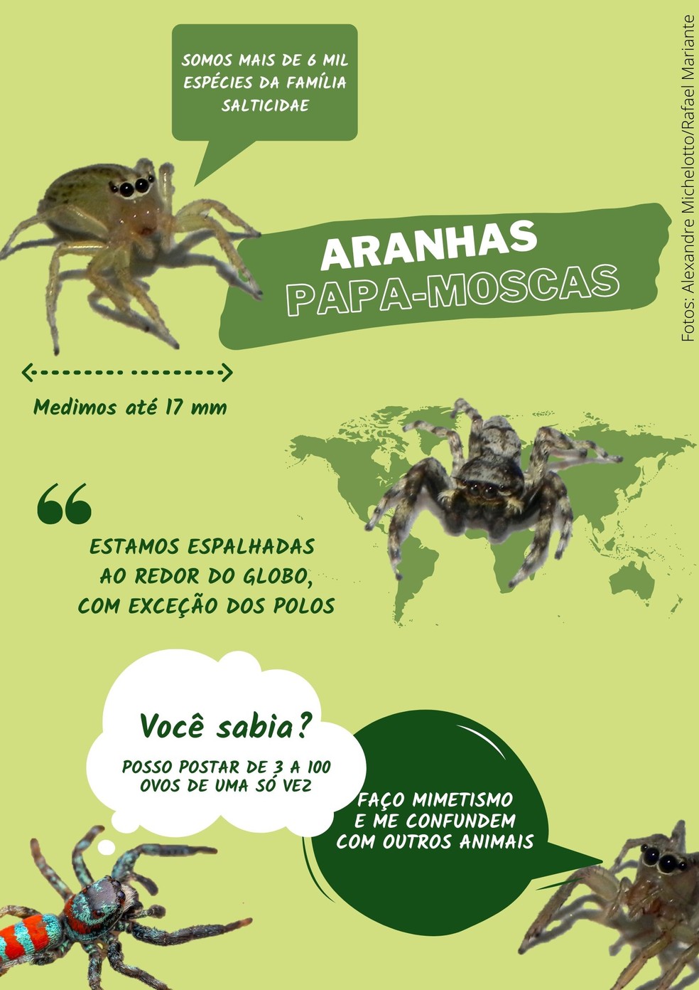 Pernilongo gigante: veja como acabar com infestações e se proteger do inseto  - NSC Total