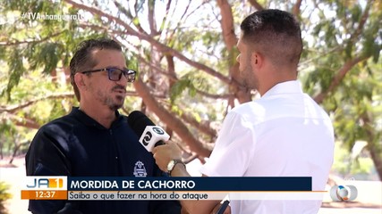 Saiba o que fazer após ser mordido por um cachorro