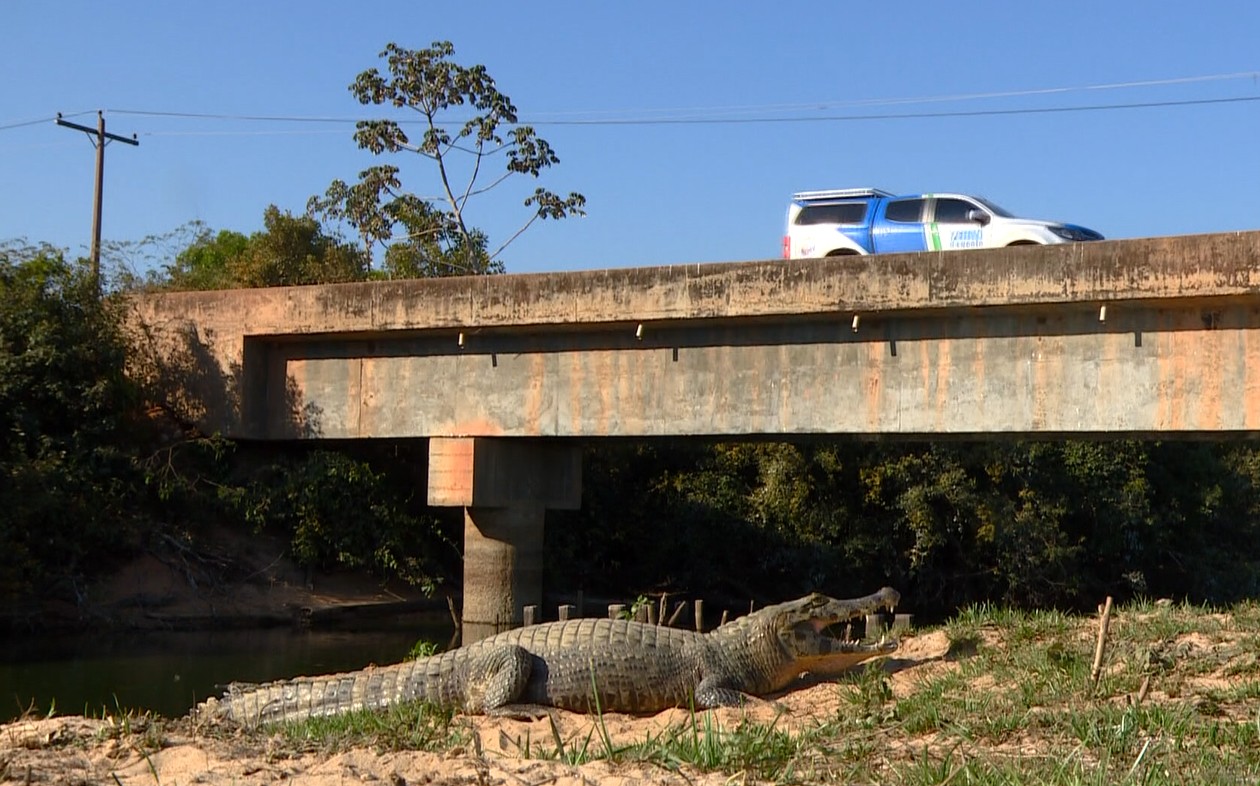 ‘Biotravessia’: equipe do TG viaja pelo Pantanal e chega ao Cerrado de Goiás