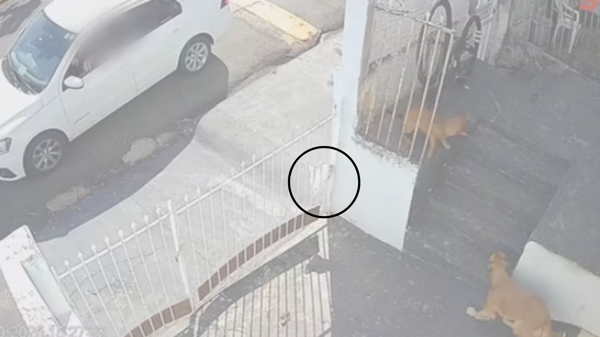 Câmera flagra suspeito de jogar sacola com 'chumbinho' para cães; um dos animais morreu