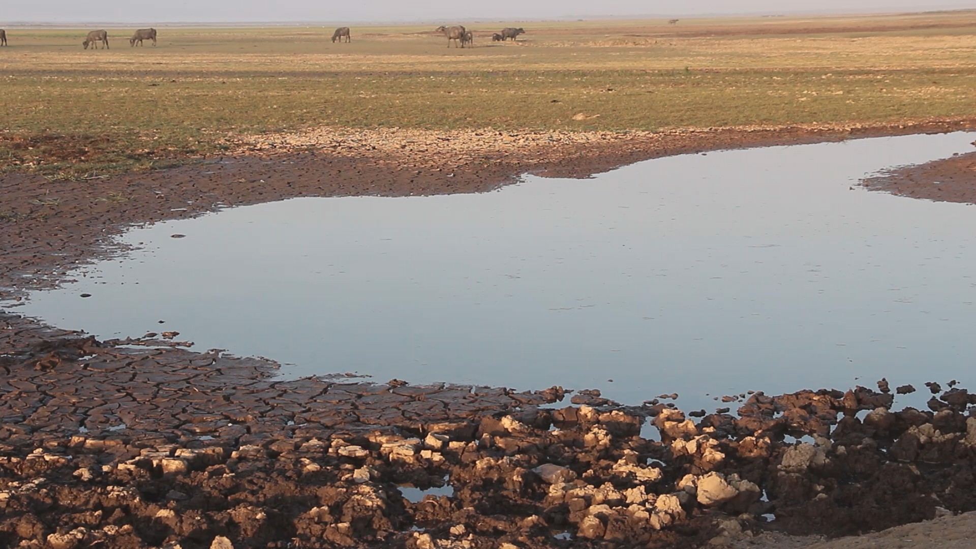 Seca na Amazônia: Marajó tem moradores sem água e morte de búfalos e peixes
