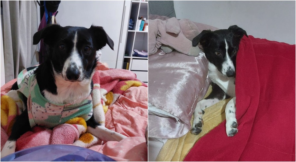 Quando acostumados, os pets podem dormir todos os dias com seus tutores — Foto: Fabianne Teles/Arquivo pessoal