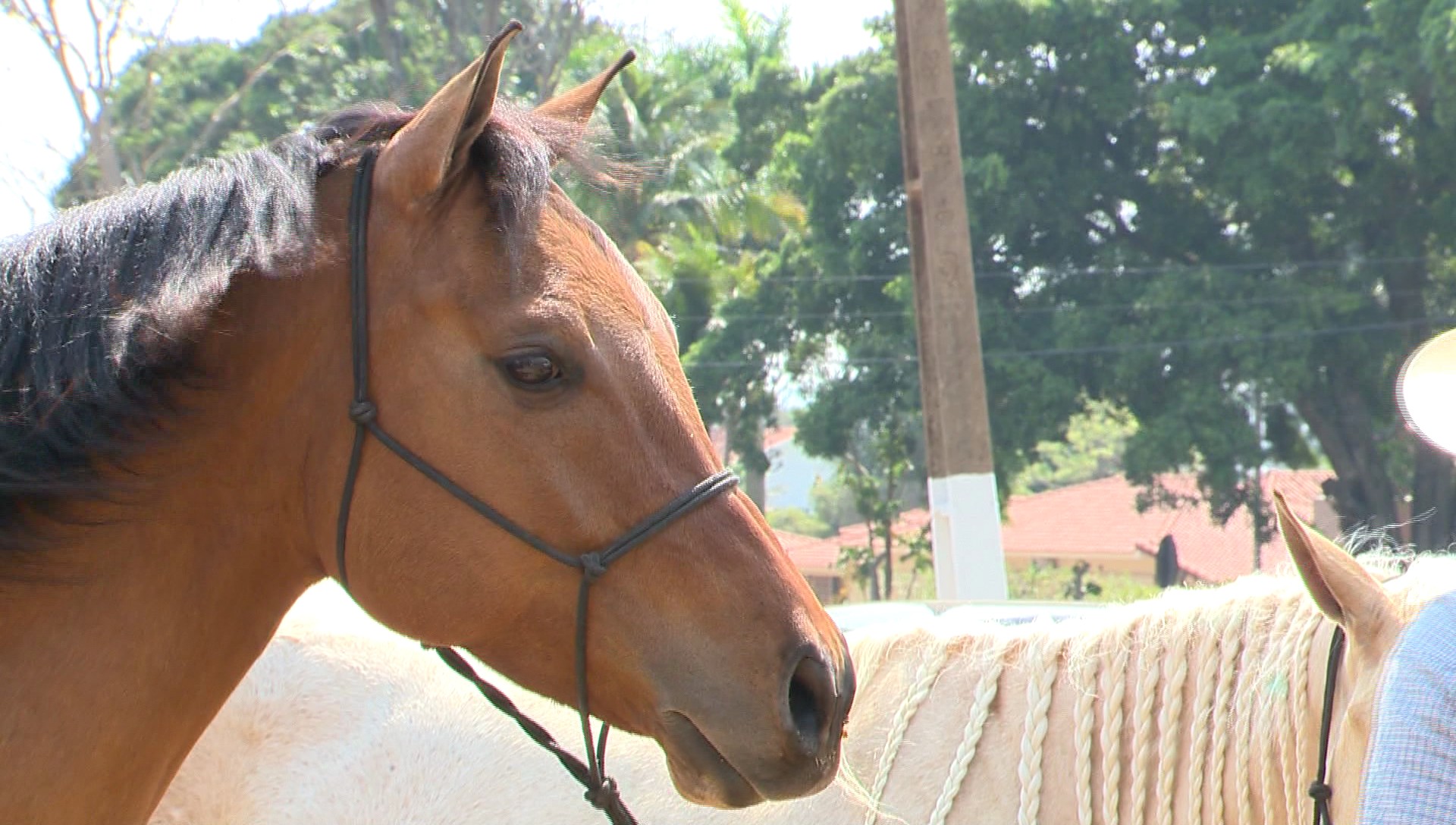 Médico de 33 anos morre após bater carro em cavalo na PE-365, em Serra  Talhada, Caruaru e Região