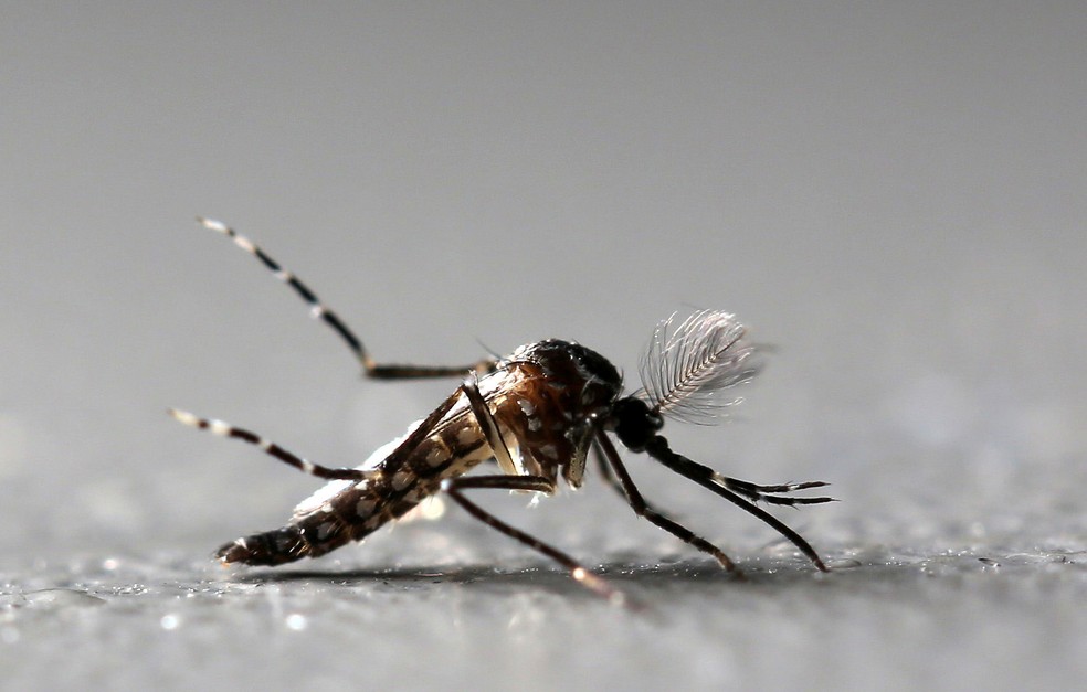 Um mosquito Aedes aegypti macho geneticamente modificado é visto na fábrica Oxitec em Piracicaba, no interior de São Paulo. Batizado de 'Aedes do bem”, o mosquito produzido pela empresa possui uma alteração genética que torna sua prole estéril — Foto: Paulo Whitaker/Reuters