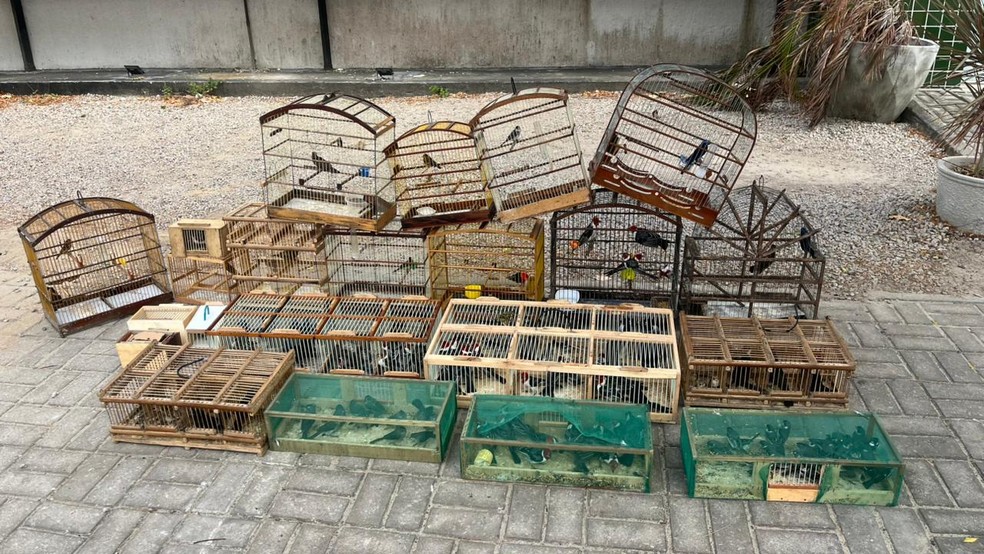 BPMA da PMCE prende suspeito e apreende 170 aves silvestres — Foto: Divulgação/PMCE