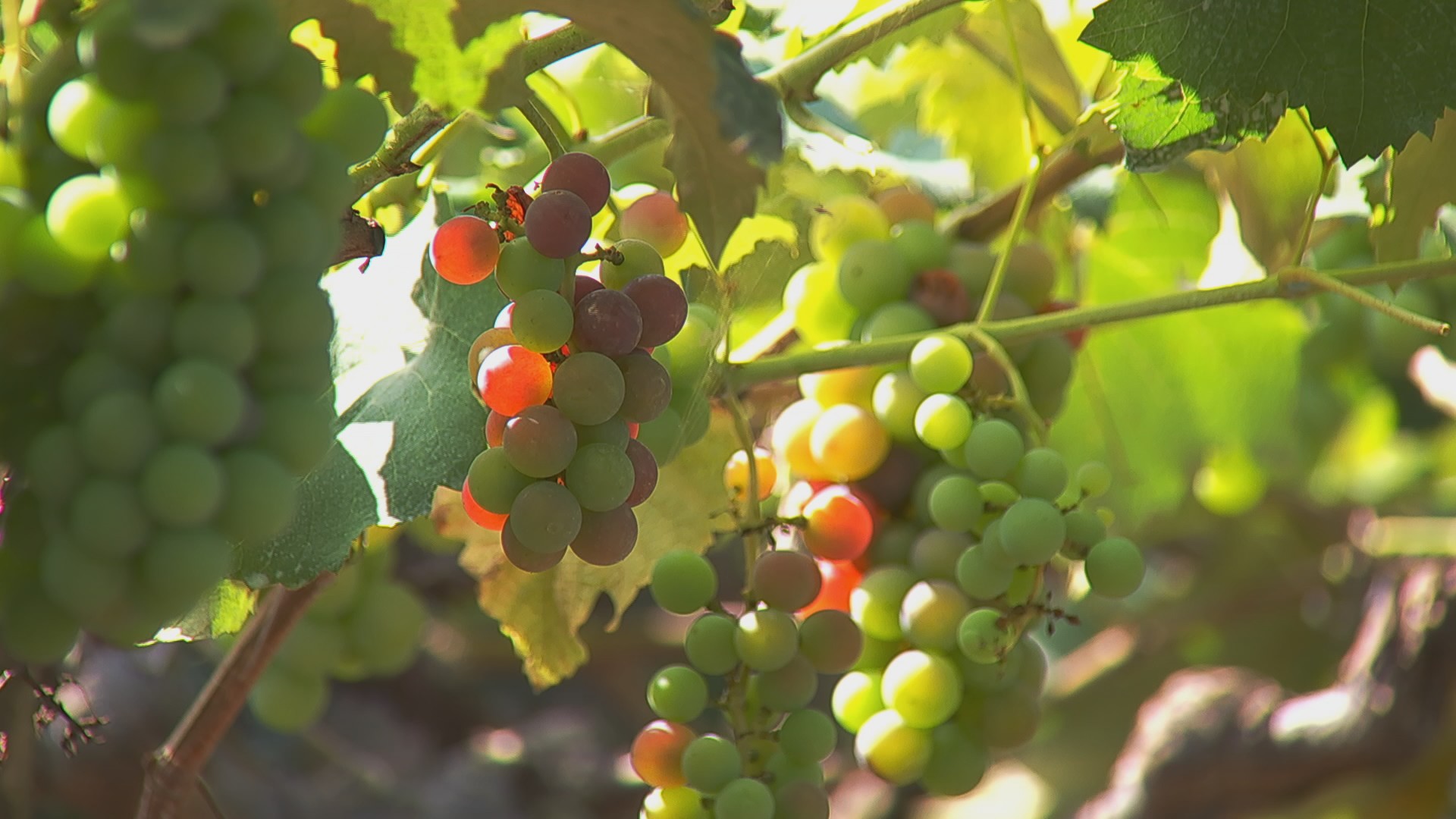 Produtores colhem uva em várias épocas do ano em Jundiaí