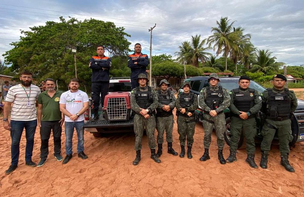 Equipes da Defesa Civil e da Autarquia de Meio Ambiente de Camocim, que participaram do resgate da onça e a entregaram ao Batalhão de Polícia do Meio Ambiente — Foto: Divulgação