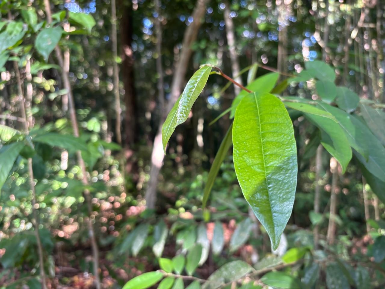 MPF aciona Justiça contra projetos de crédito de carbono no AM e aponta violação de direitos de comunidades tradicionais