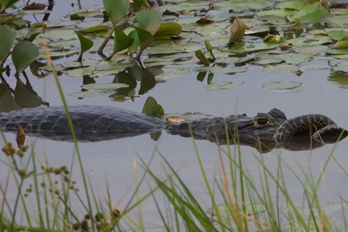 Vídeo: jacaré é flagrado predando sucuri no Pantanal de MT