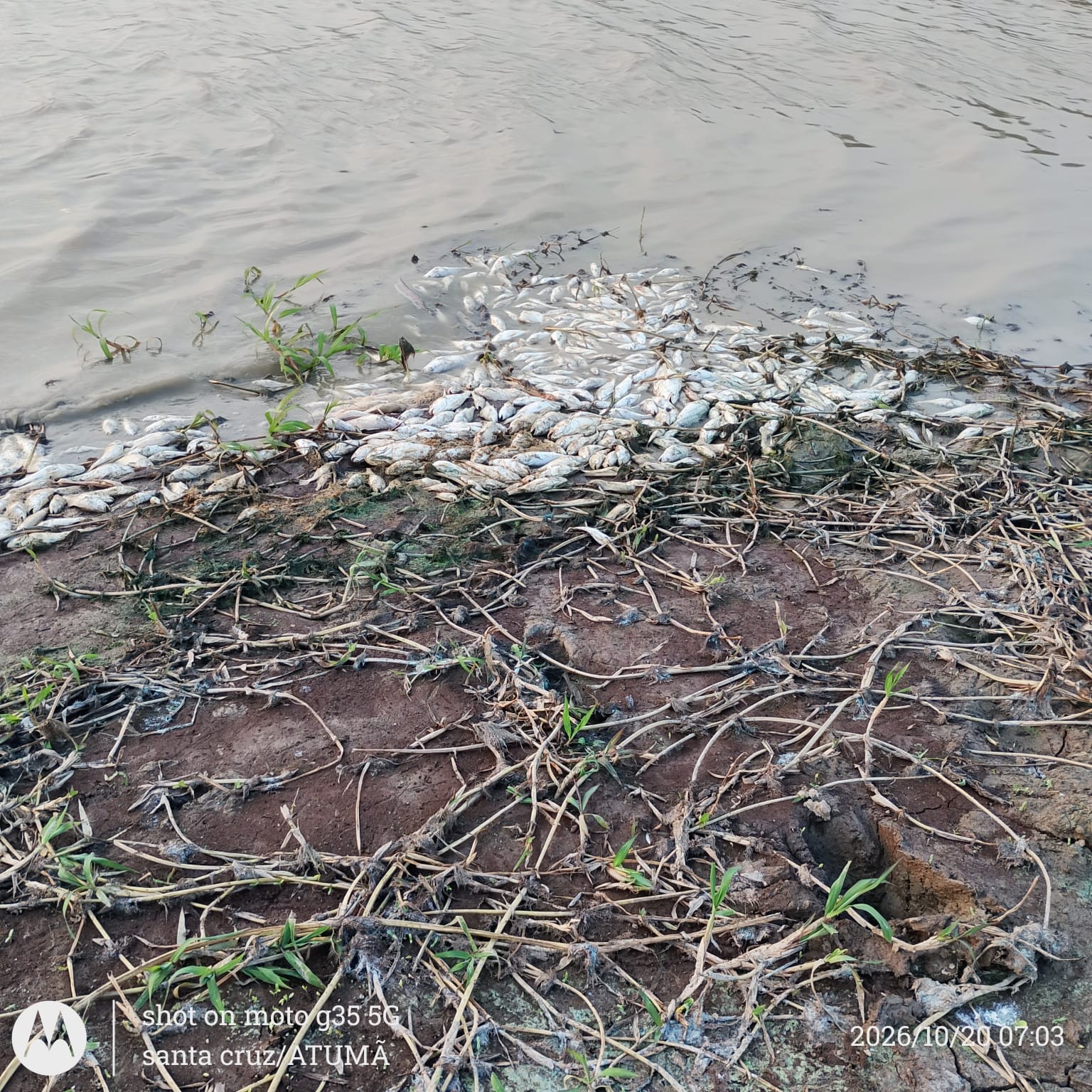 Mortandade de peixes deixa comunidades sem água própria para consumo em Alenquer, no Pará