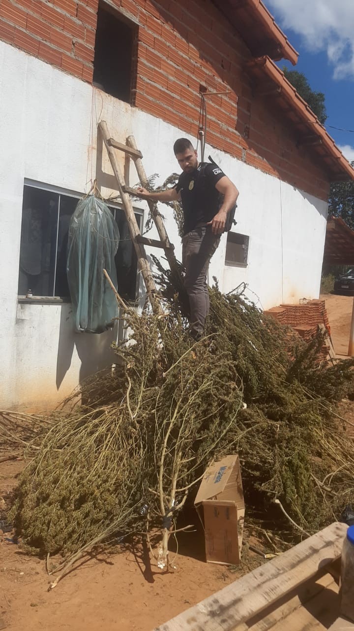 Polícia Civil descobre plantação de maconha e apreende 23 kg da mesma droga durante operação em um sítio de Rio Pardo de Minas