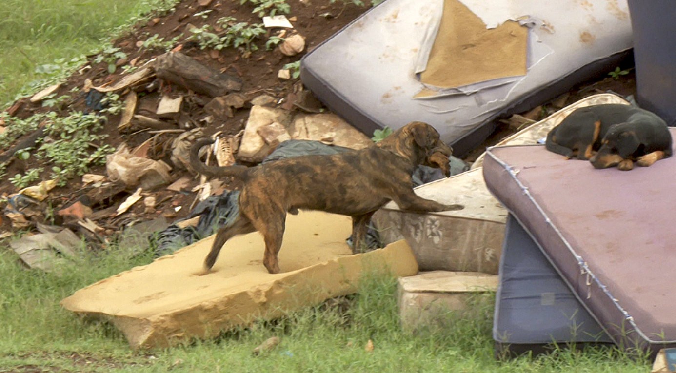 VÍDEO: cães vivem em meio a lixo e chorume em aterro sanitário no interior de SP