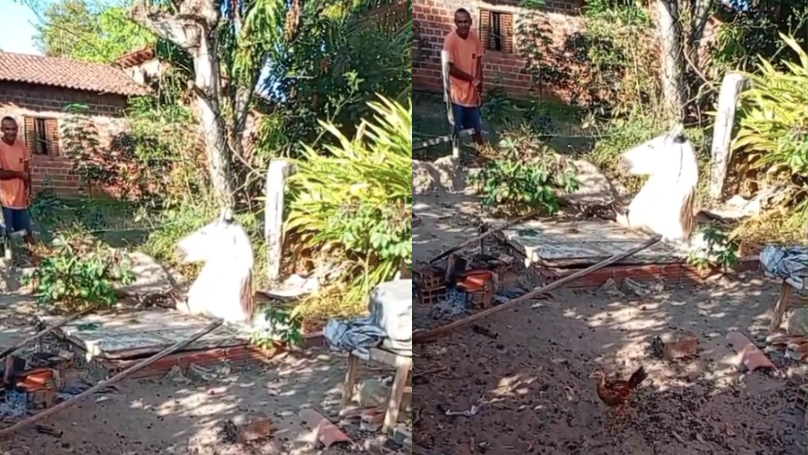 VÍDEO; cavalo cai em fossa e bombeiros são acionados na zona rural de Teresina