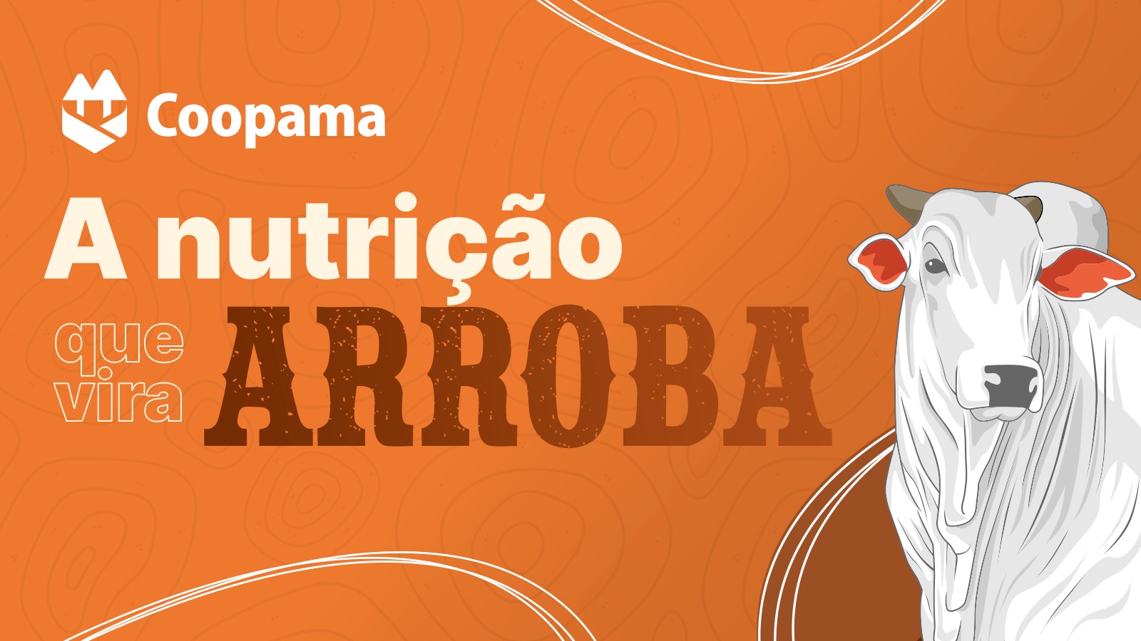 A nutrição que vira arroba: Coopama lança novas linhas para pecuária