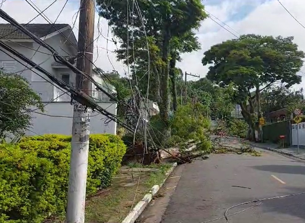 Àrvore que caiu sobre a fiação elétrica na rua Manoel Moraes Ponte, na Zona Norte de SP. — Foto: Acervo pessoal