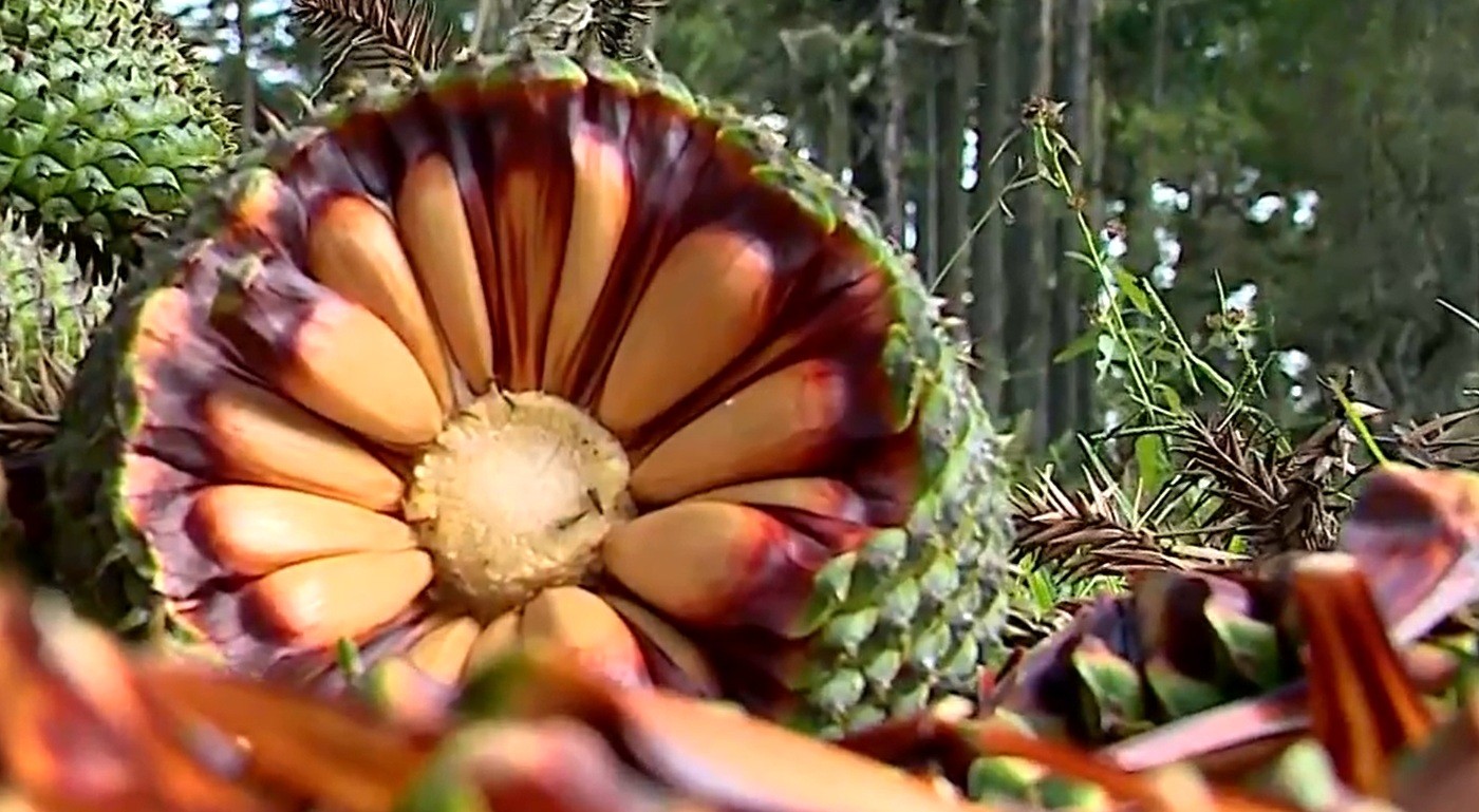 Tradicional do inverno e protagonista de festa: colheita do pinhão começa com previsão de queda de 32% em SC