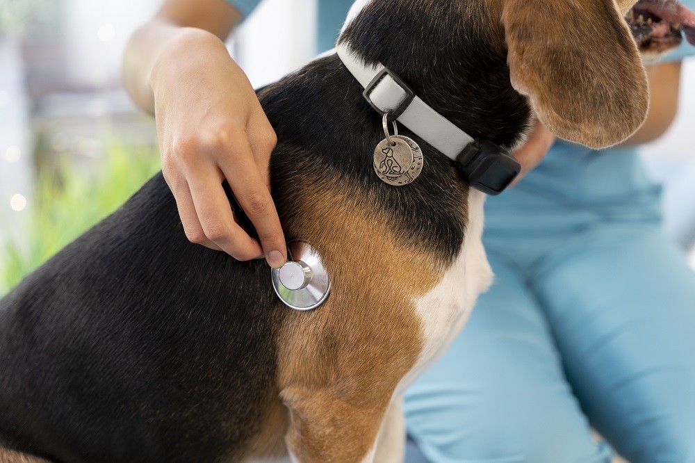 Check-up veterinário e os principais cuidados preventivos com a saúde canina