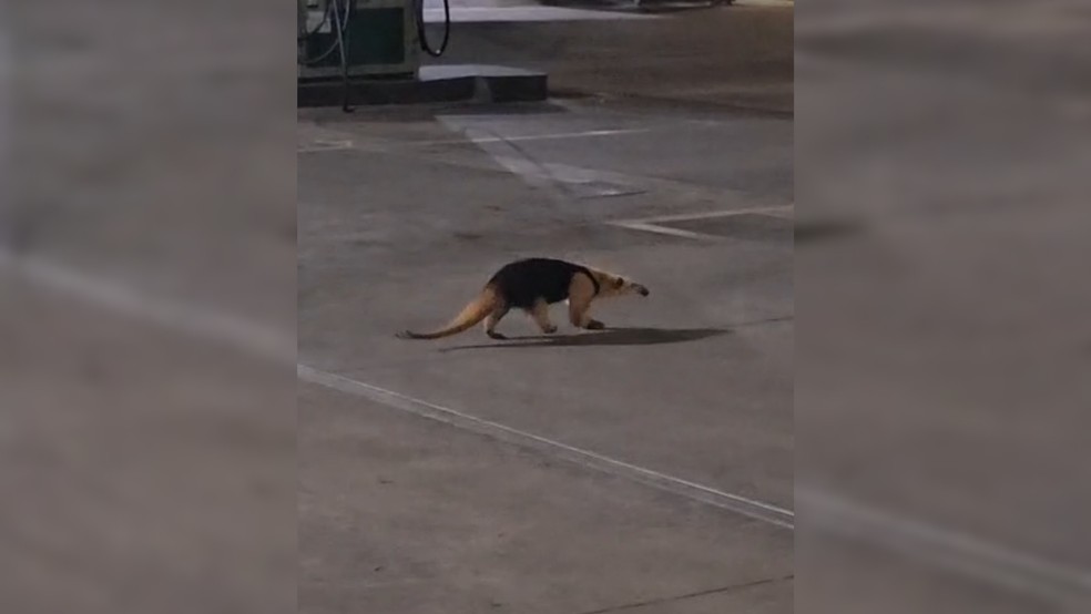 2 de 3
Tamandu&aacute;-mirim &eacute; encontrado no posto de combust&iacute;vel pr&oacute;ximo &agrave; Avenida em Bauru (SP) &mdash; Foto: Arquivo pessoal