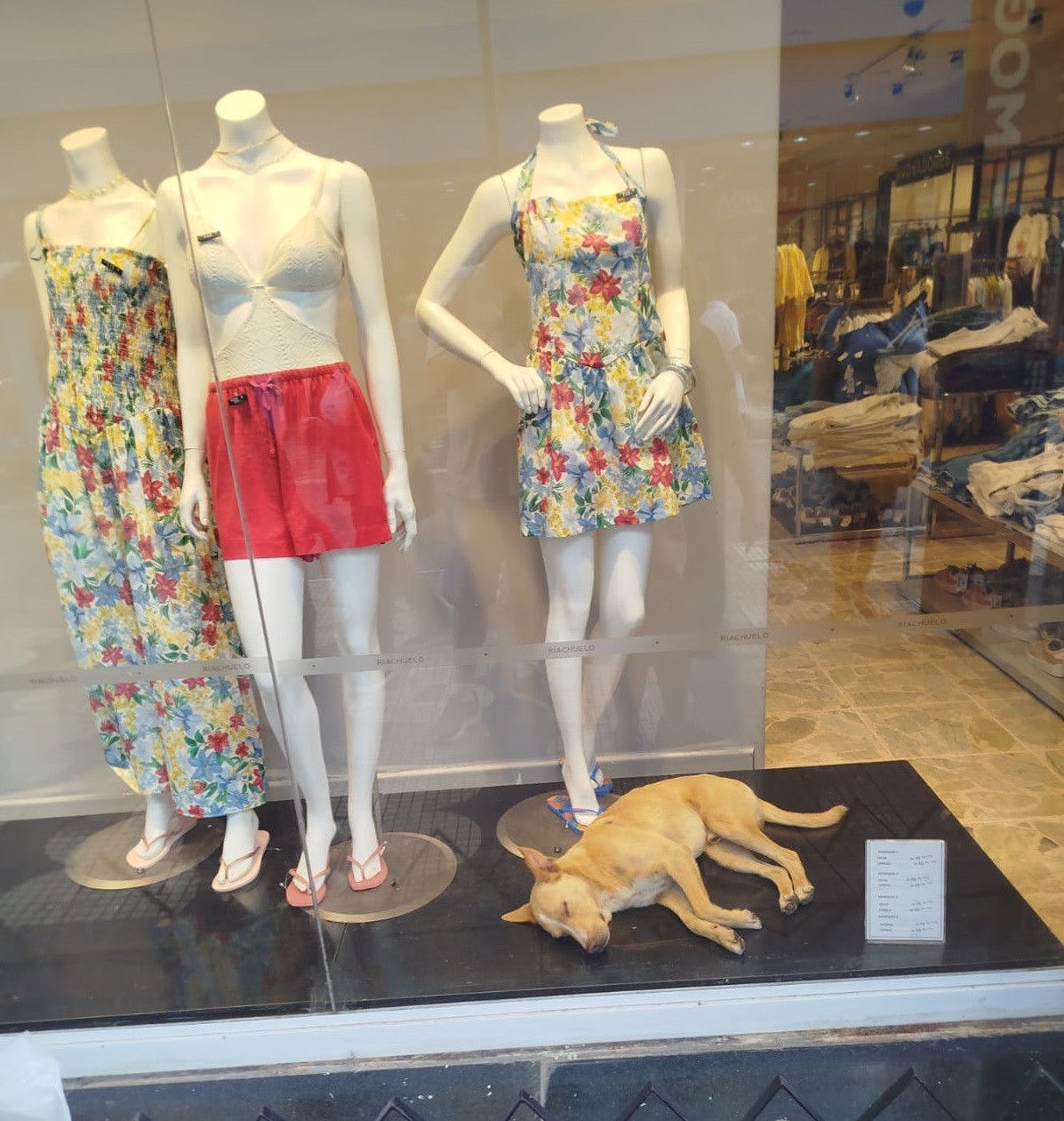 Calor intenso faz vira-lata ‘Caramelo’ dormir em vitrine de loja com ar-condicionado em Mogi das Cruzes 