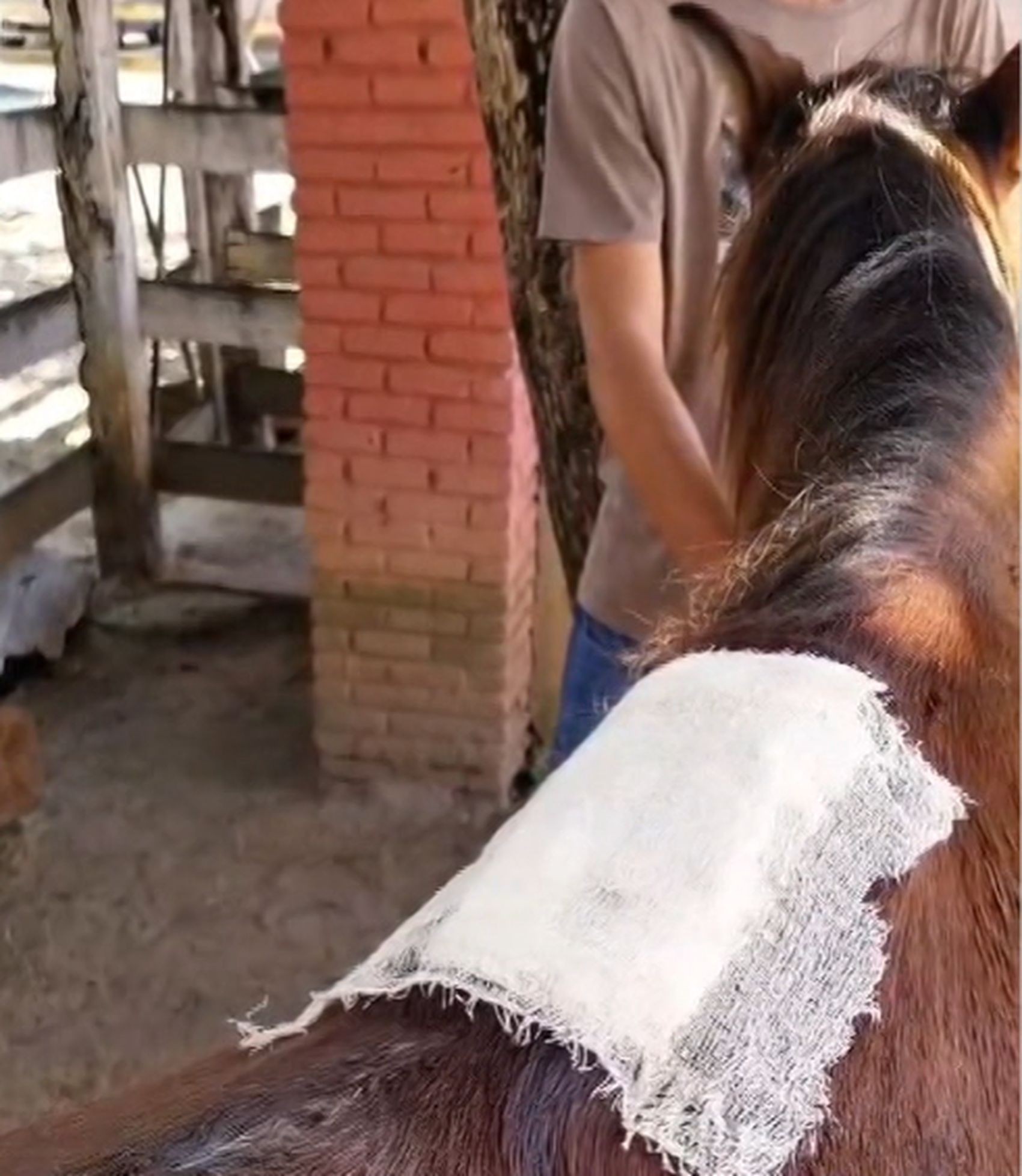Cavalo em situação de maus-tratos é resgatado em Aracaju