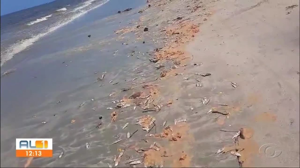 Centenas de peixes aparecem mortos em praia da Barra de Santo Antônio, no Litoral Norte de Alagoas