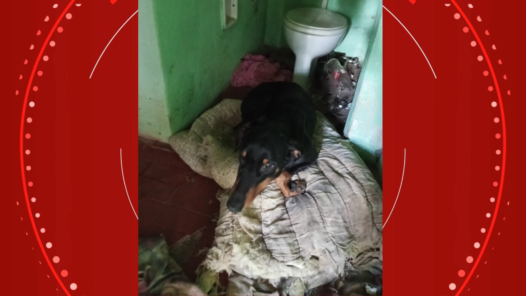 Falso veterinário é preso por fazer cirurgias clandestinas com utensílios enferrujados e remédios traficados, no Paraná