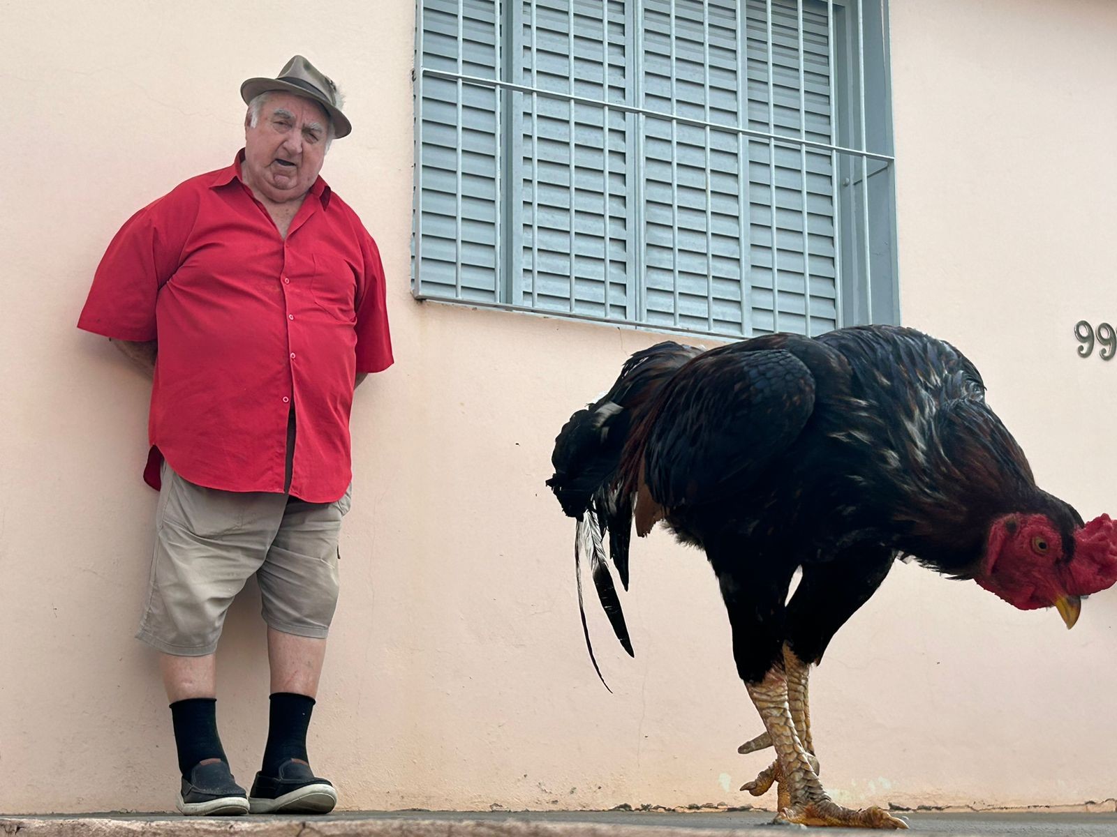 Galo ciumento se apega ao tutor e não deixa ninguém chegar perto: 'é um pitbull'; VEJA VÍDEO
