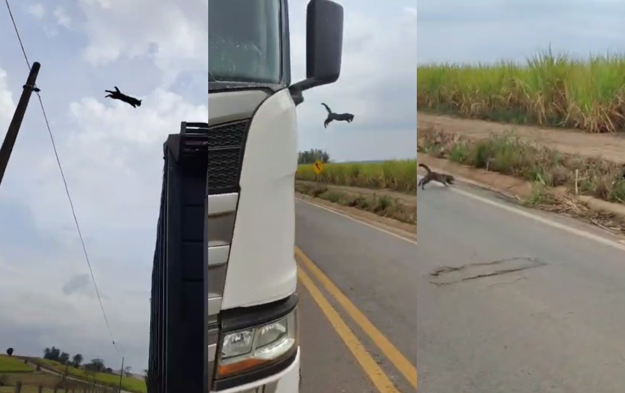 VÍDEO: motorista usa carreta como 'escada' para gato que estava preso em poste descer
