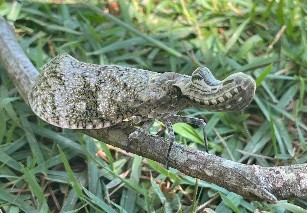 Moradora do interior de SP registra jequitiranaboia, espécie