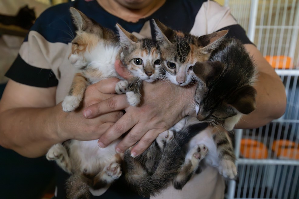 Feira de adoção de cães e gatos em Cuiabá — Foto: Emanoele Daiane